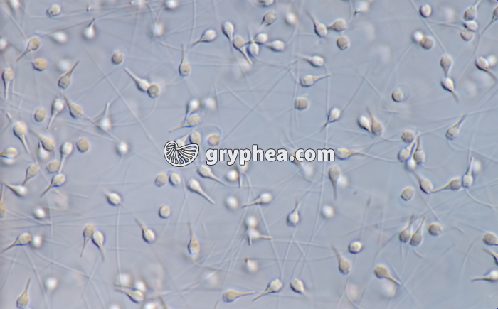 Moule (Mytilus edulis) - Spermatozoïdes x250 - gryphea.com